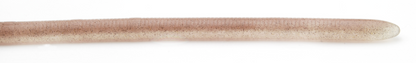 Raid Japan Adjustraight 12” FAT